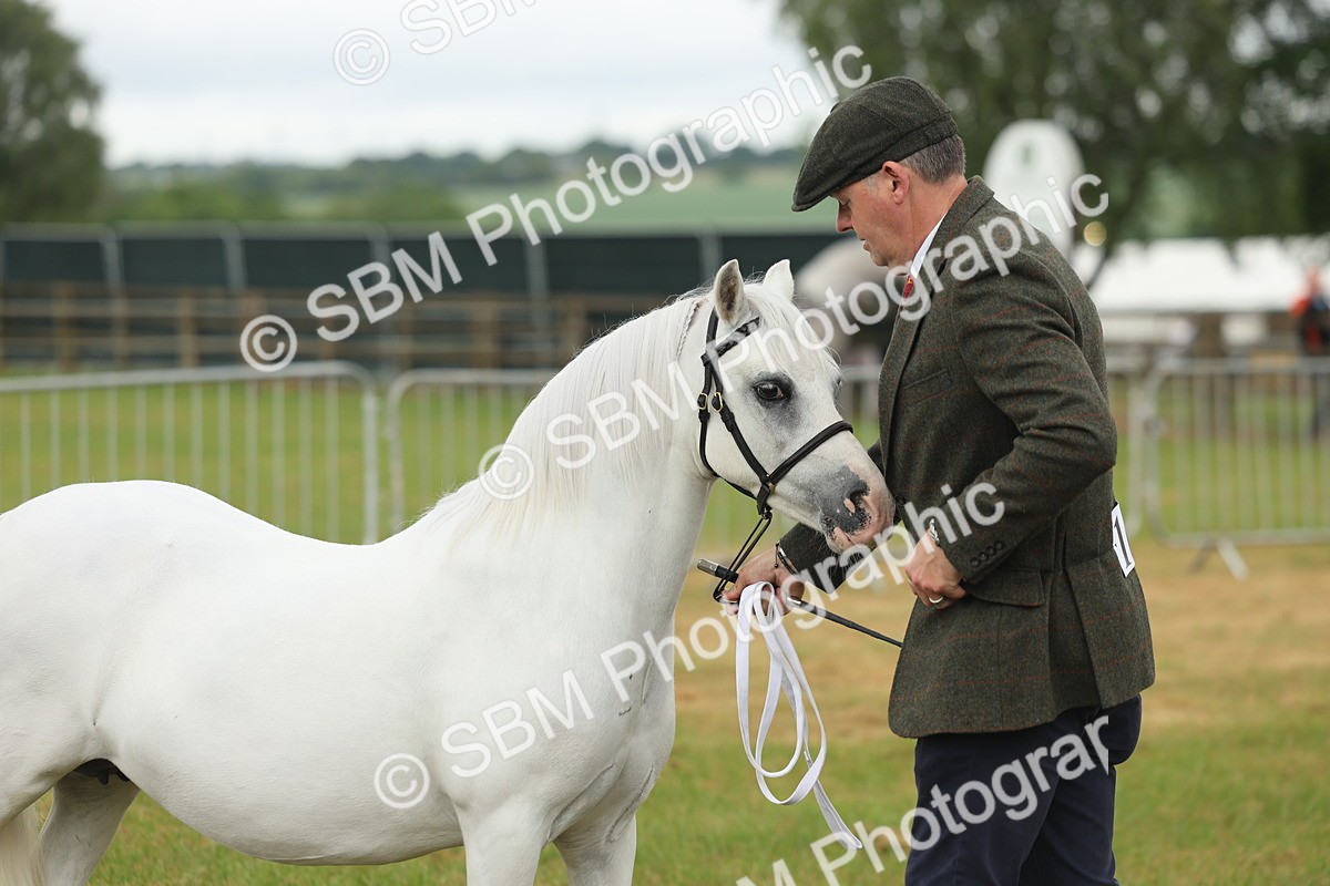 SBM_01617 - Class 50-57 - M&M Welsh Pony In Hand