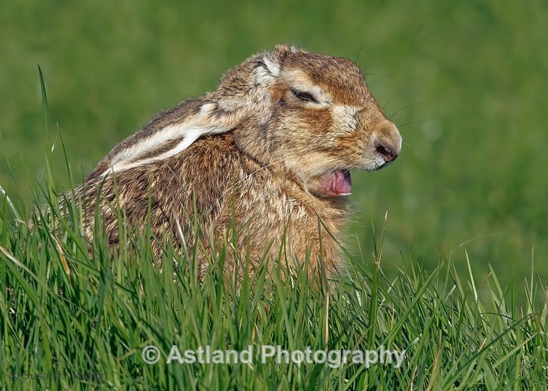 Brown Hare - Latest Images