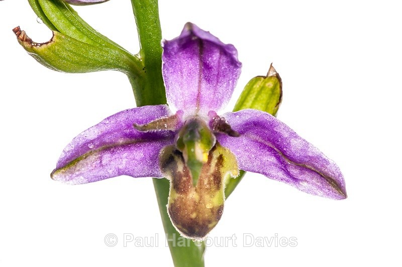  - WB: Orchids - Ophrys