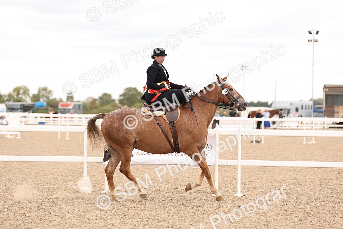 SBM_16449 - Class 211 - Best Side Saddle Horse - Pony