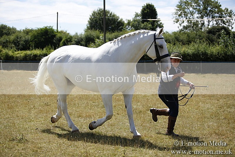 _C7A0108 - In Hand Championship BVRC Show 2018