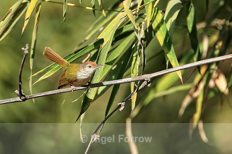Common Tailorbird side view, Tala, Madhya Pradesh, India - Common Tailorbird