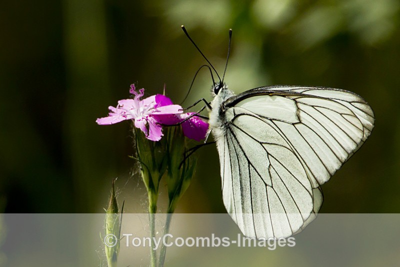 Black-veined White Butterfly - Other Wildlife