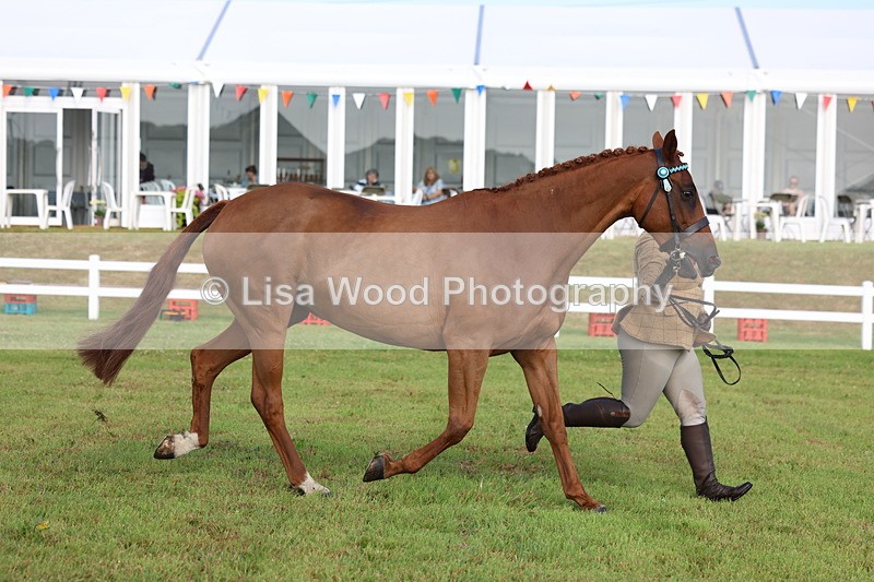 3E7A8367 - Class 2: Rising Star Large Hack/Riding Horse