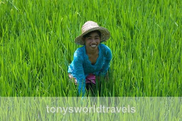 Woman Smiling  in a  lush  rice field Ubud Bali Indonesia - Smiling faces of the World