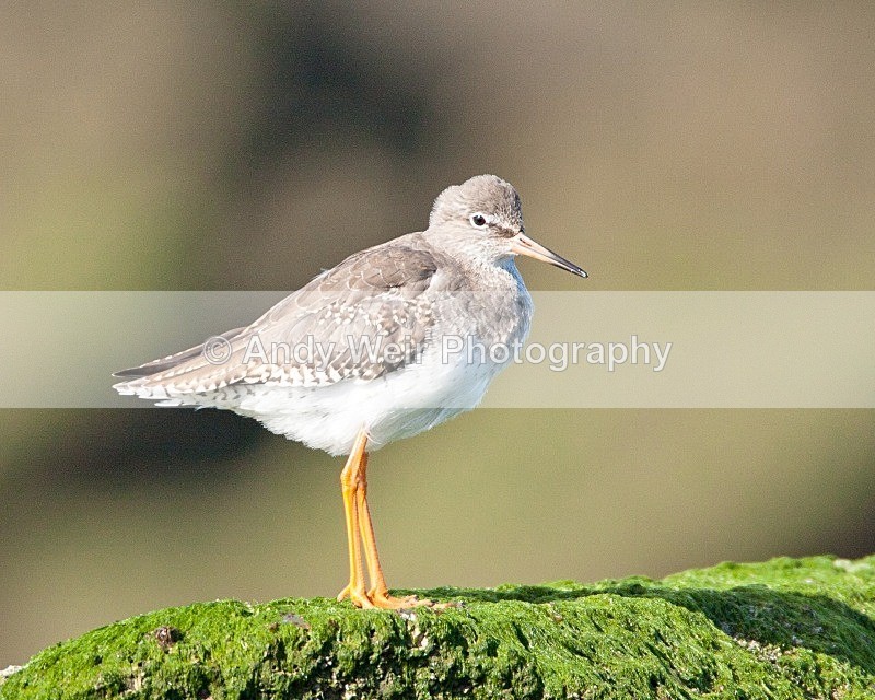 20080928-004 - Redshank