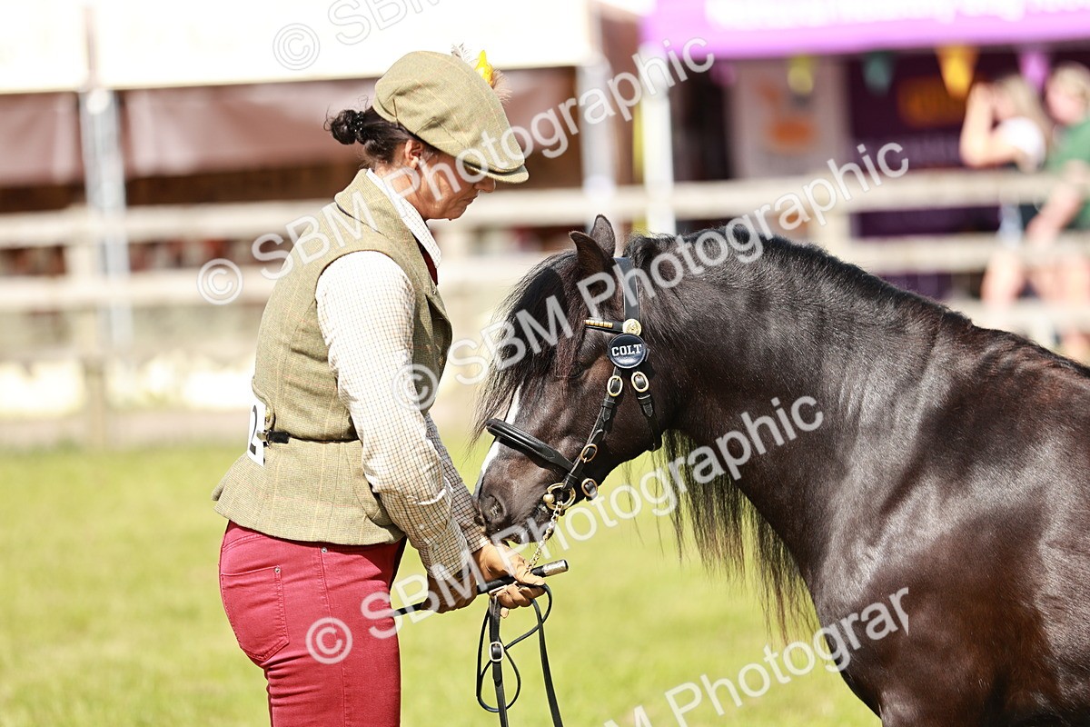 SBM_08582 - Class 63-65 - Traditional Gypsy Cobs In Hand & Ridden