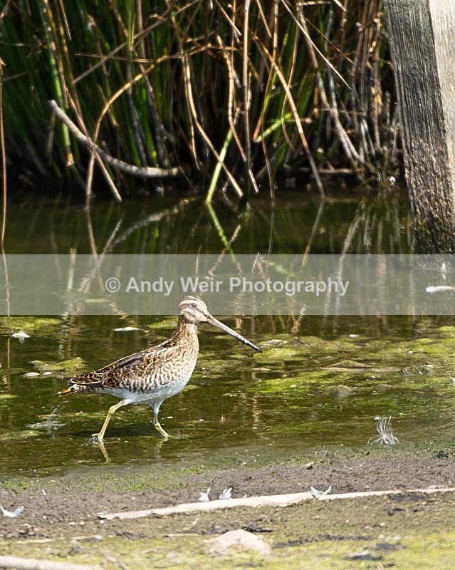 20110730-_MG_6437 - Common Snipe