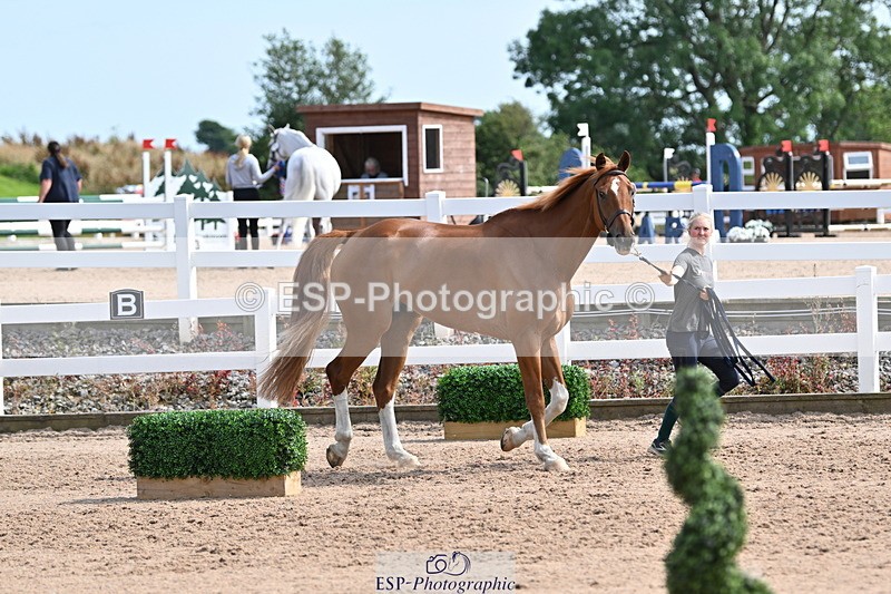 240717A-161228-03345 - Trot Up 4pm to 5pm