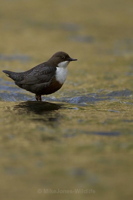 DIPPERS - DIPPERS