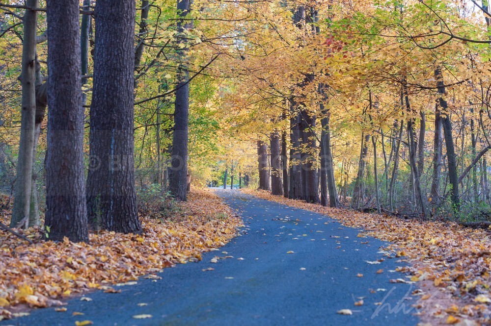 DSC_8629 - Autumn