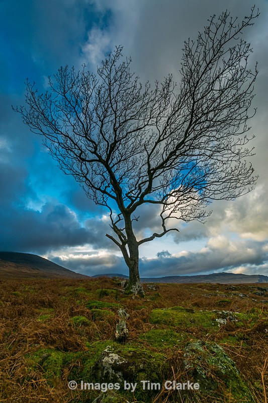 Windswept Tree Isle of Mull 932842 - Landscapes