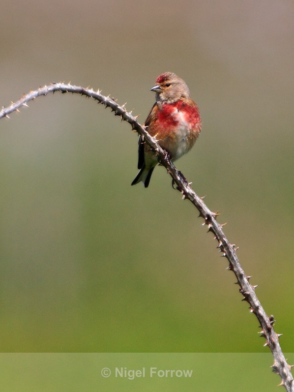 Linnet (male) perched on a thorny branch - Common Linnet
