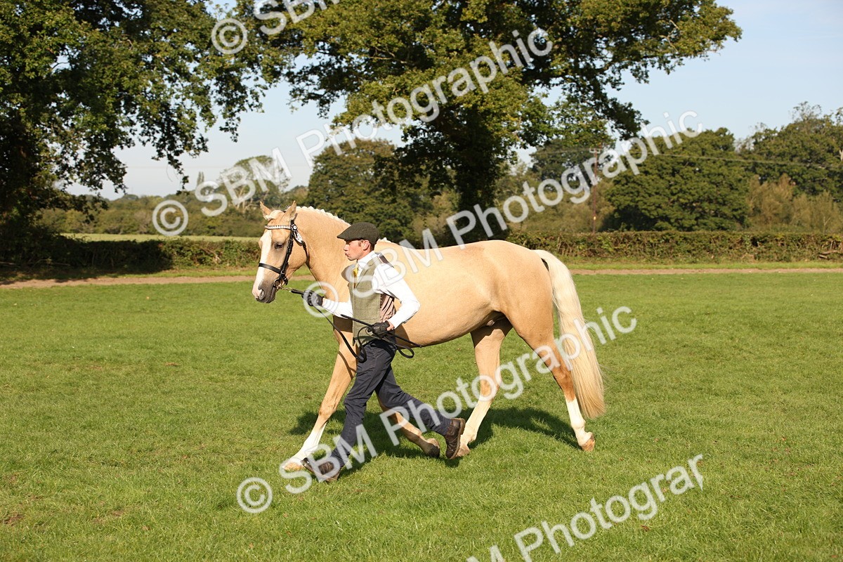 SBM_59367 - S52 - Other Coloured Horse In Hand