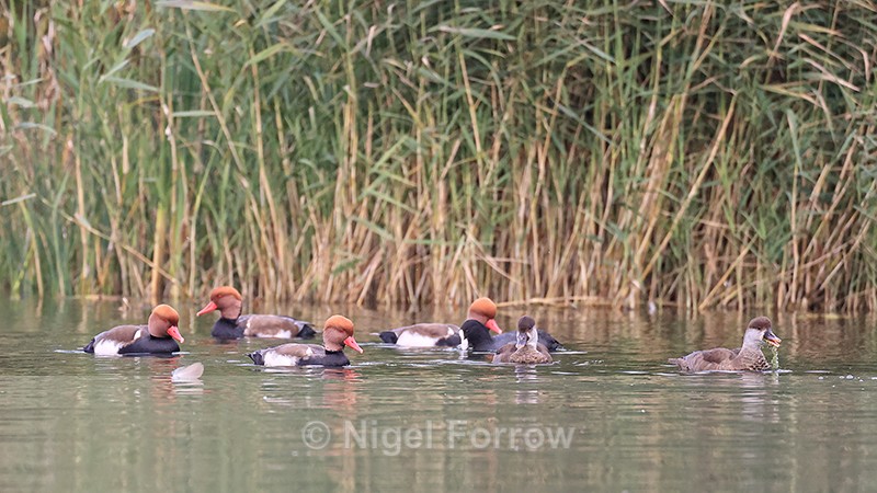 Red-crested Pochards (male & female), Tar Lakes, Oxfordshire - Red-crested Pochard