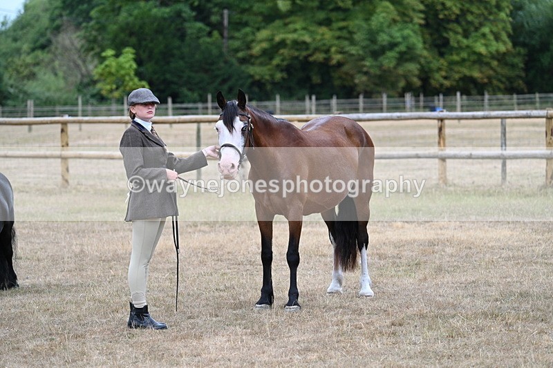 WJ7_8206 - Class 4 Prettiest Mare up to 14.2hh