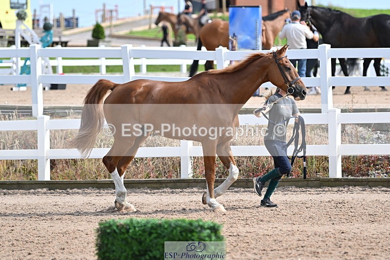 240717A-161226-03343 - Trot Up 4pm to 5pm