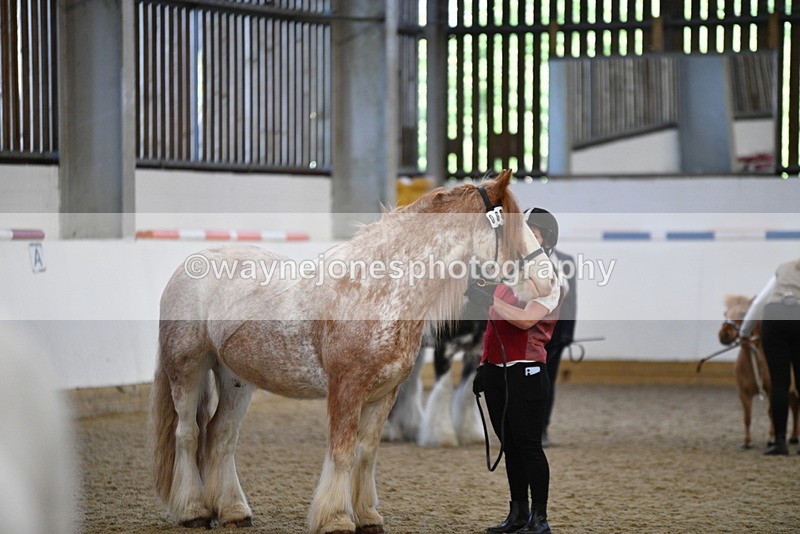 WJ5_4732 - Class 7 In hand coloured / odd coloured