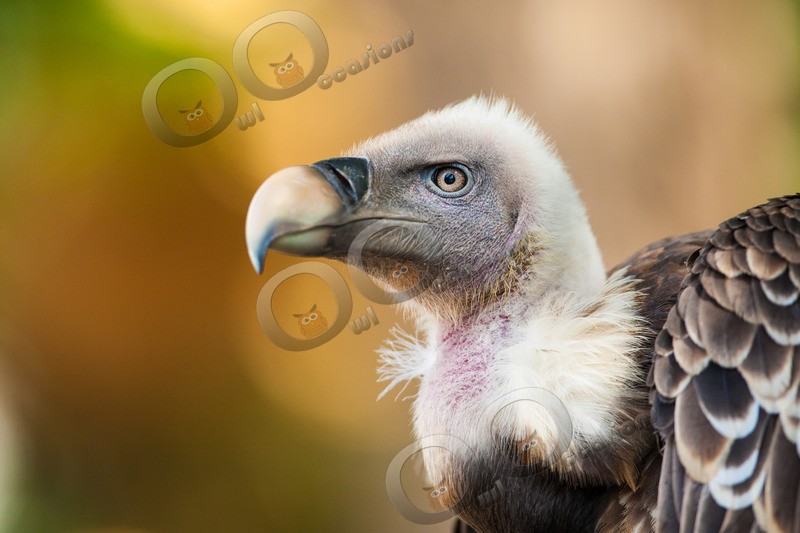 griffon vulture Gyps fulvus-1122 - BoP from around the world