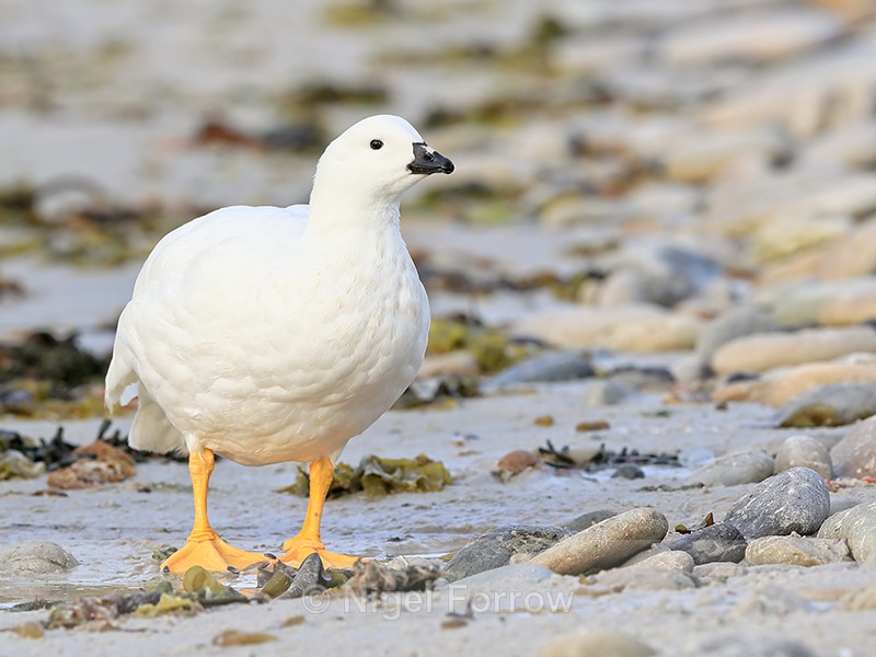 Kelp Goose (male) close view, Carcass Island, Falklands - Kelp Goose