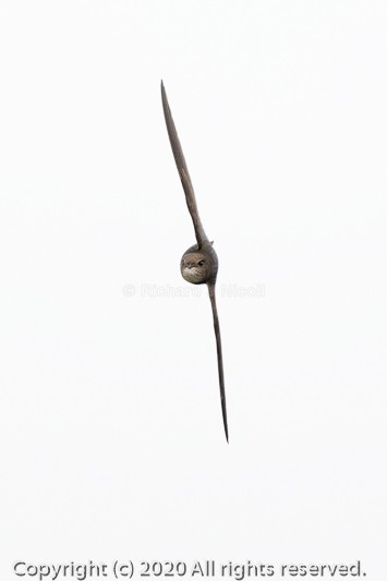 Common Swift (Apus apus) - Swift (Apus apus)