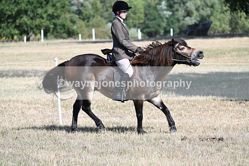 WJ7_3487 - Class 9 Mountain & Moorland Ridden