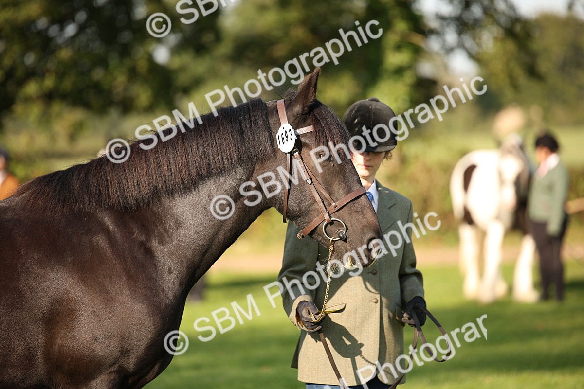 SBM_58762 - S51 - Piebald & Skewbald Horse In Hand