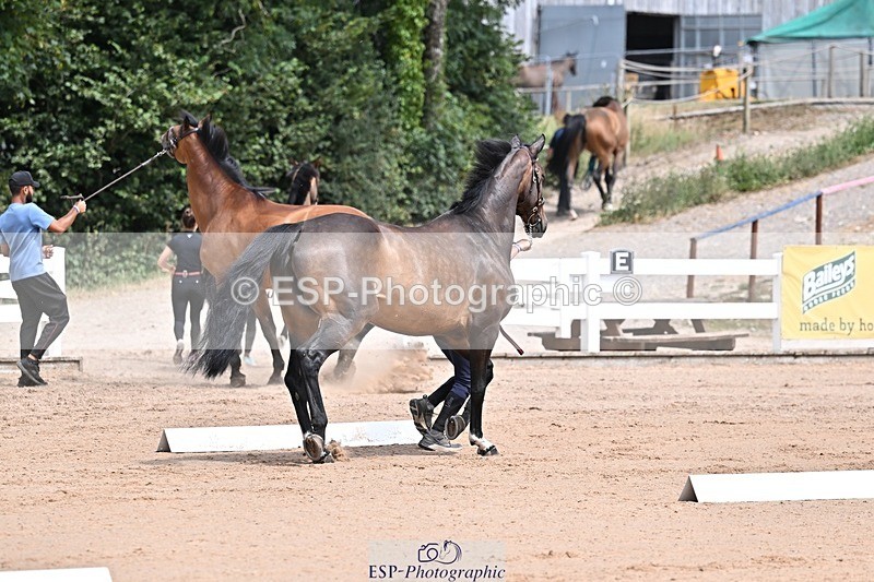 250716-125633-00235 - Trot Up 12.30 to 1.30