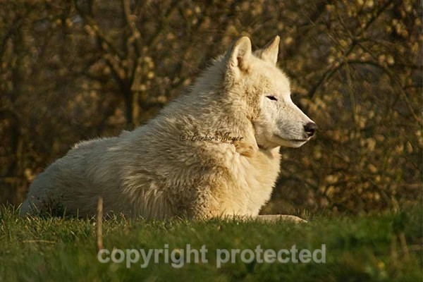 White Wolf - Mr. Hudson resting (Woodside Wildlife Park) - Smaller Cats & Other Wildlife - Wolves