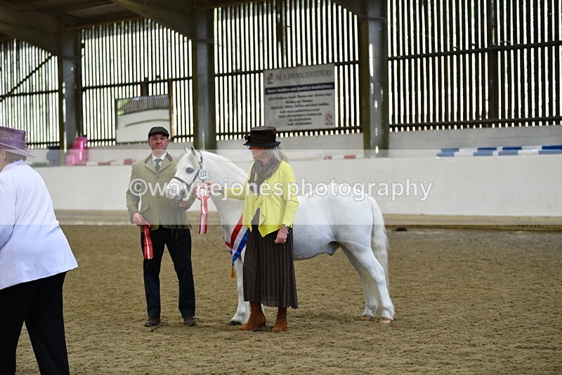 WJ5_5777 - Morning in hand Championship