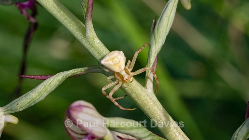 Adriatic izard orchid (Himantoglossum adriaticum) with crab spider (Thomisus onustus) - Wild Orchids - 1