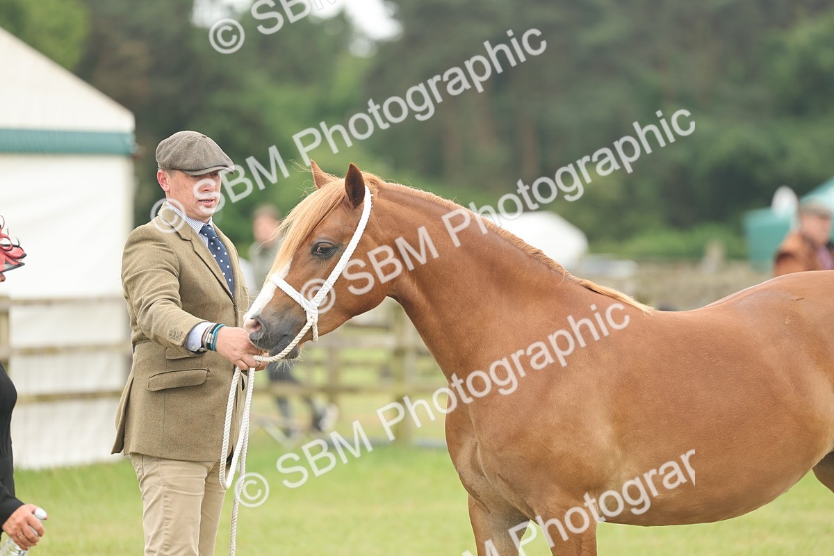 SBM_02341 - Class 50-57 - M&M Welsh Pony In Hand