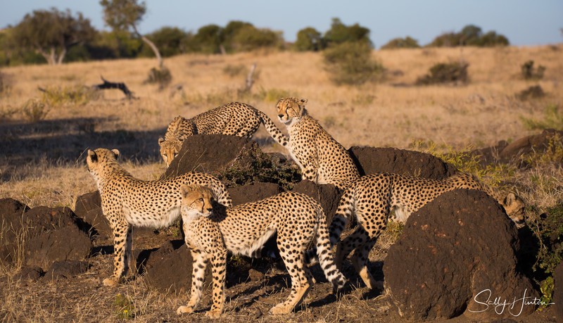 Mashatu Cubs 1