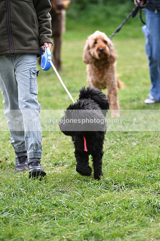 WJ5_9306 - Class 1 Best Cross Breed / Heniz 57