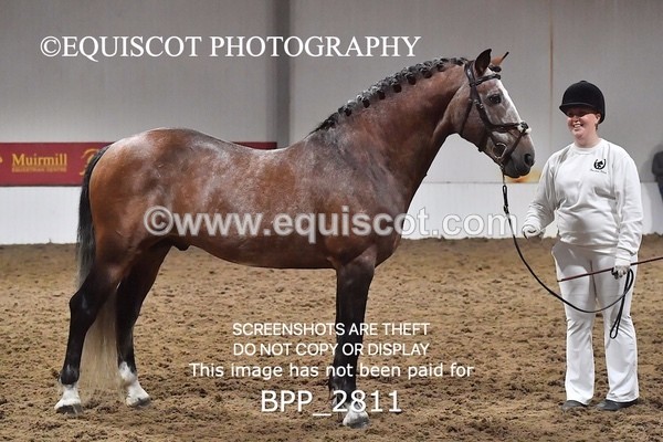 BPP_2811 - LOOSE JUMPING / SPSS