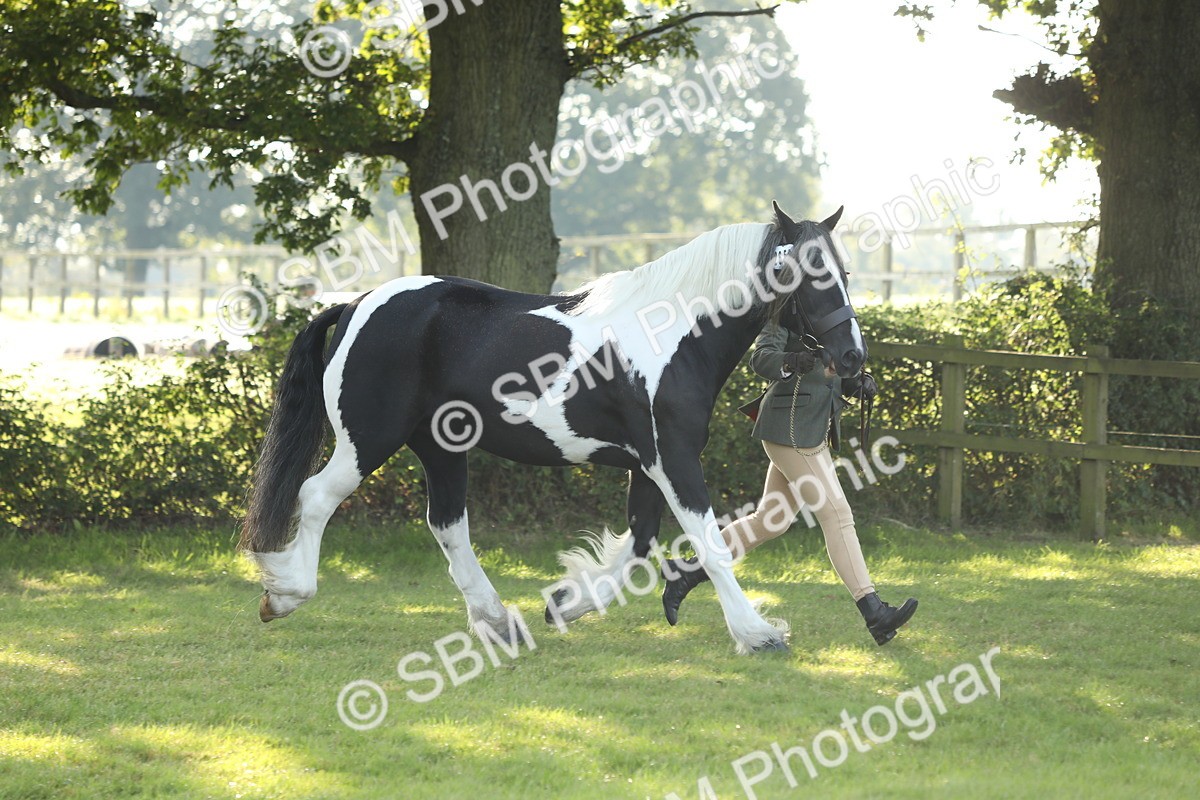 SBM_60899 - S43 - Coloured Pony In Hand