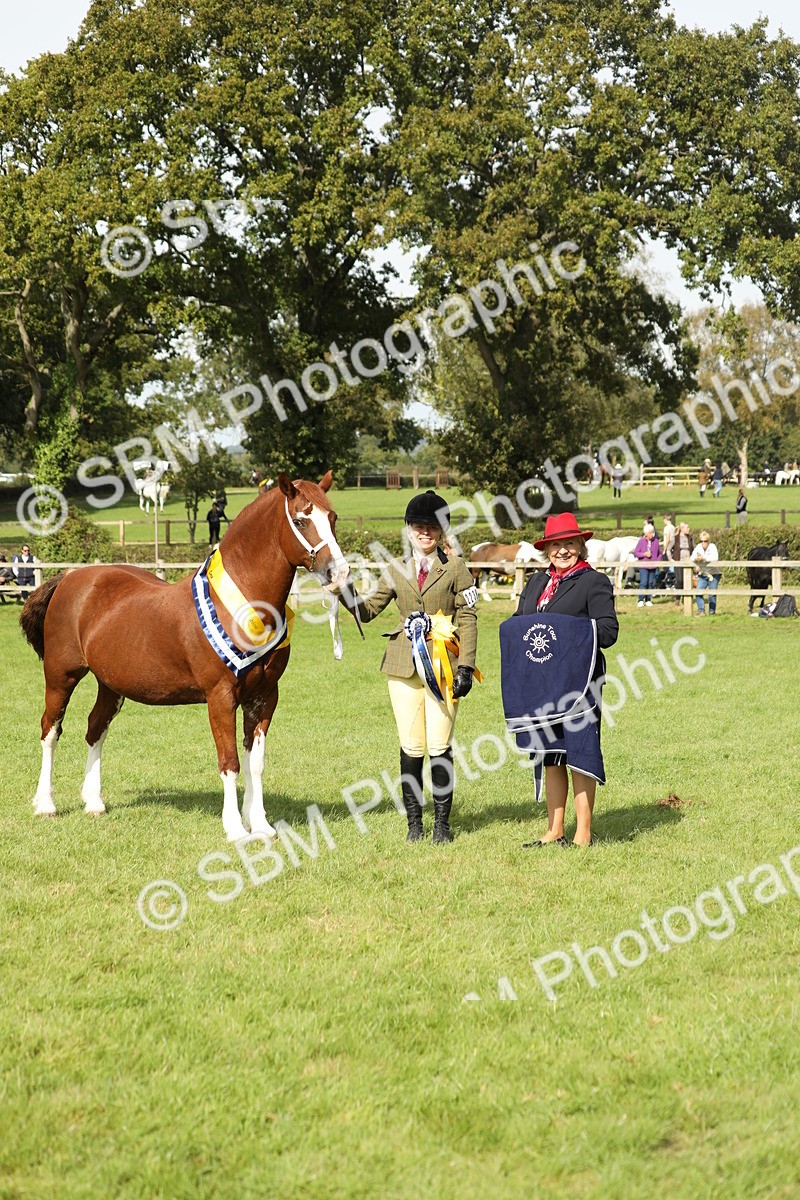 SBM_66368 - In Hand Pony & Youngstock Supreme Championship