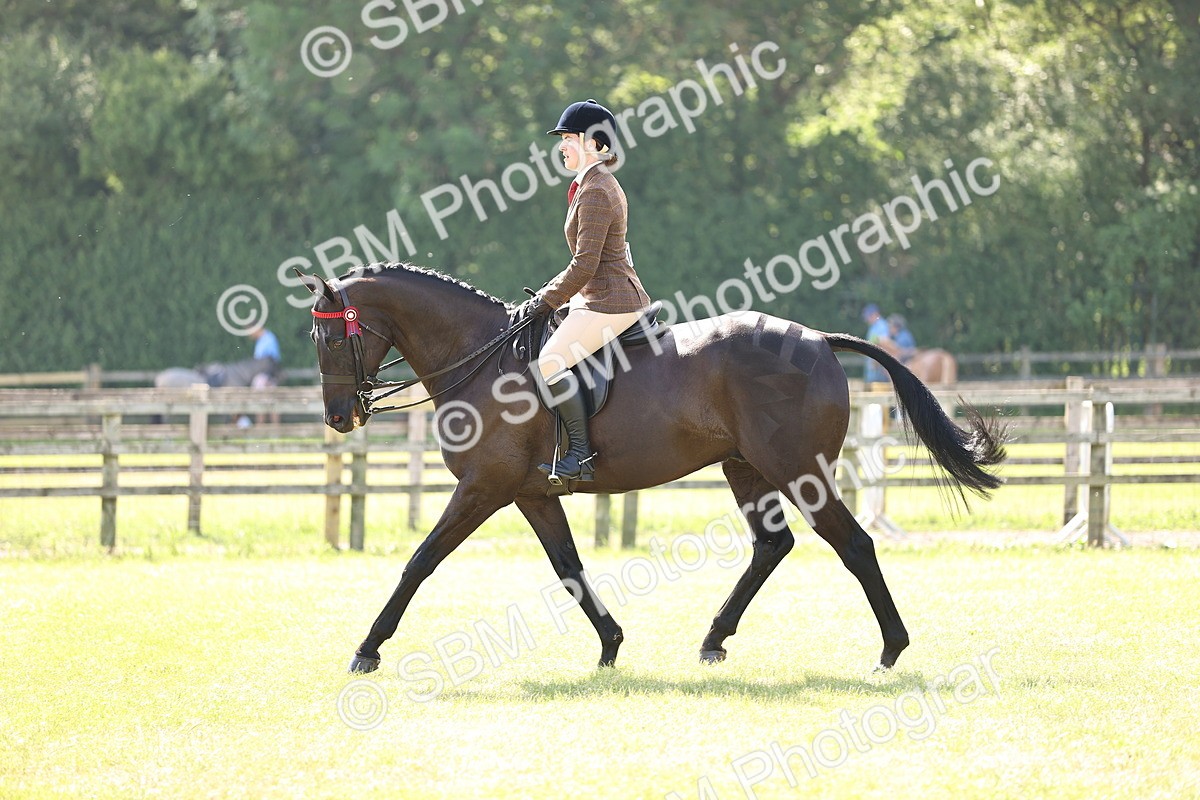SBM_12998 - Class 75-76 LIHS BSHA Rising Star Hack Riding Horse
