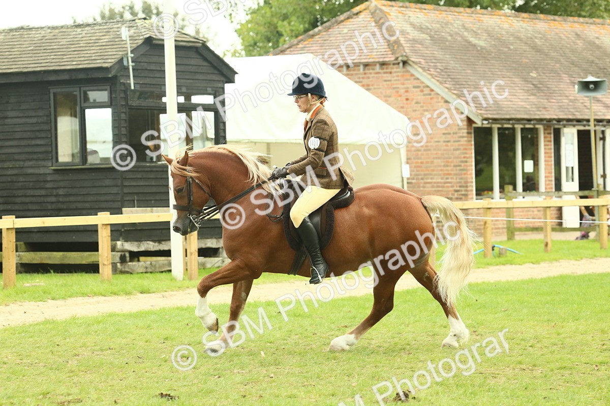 SBM_71967 - S60 - Mountain & Moorland Ridden Large Breeds