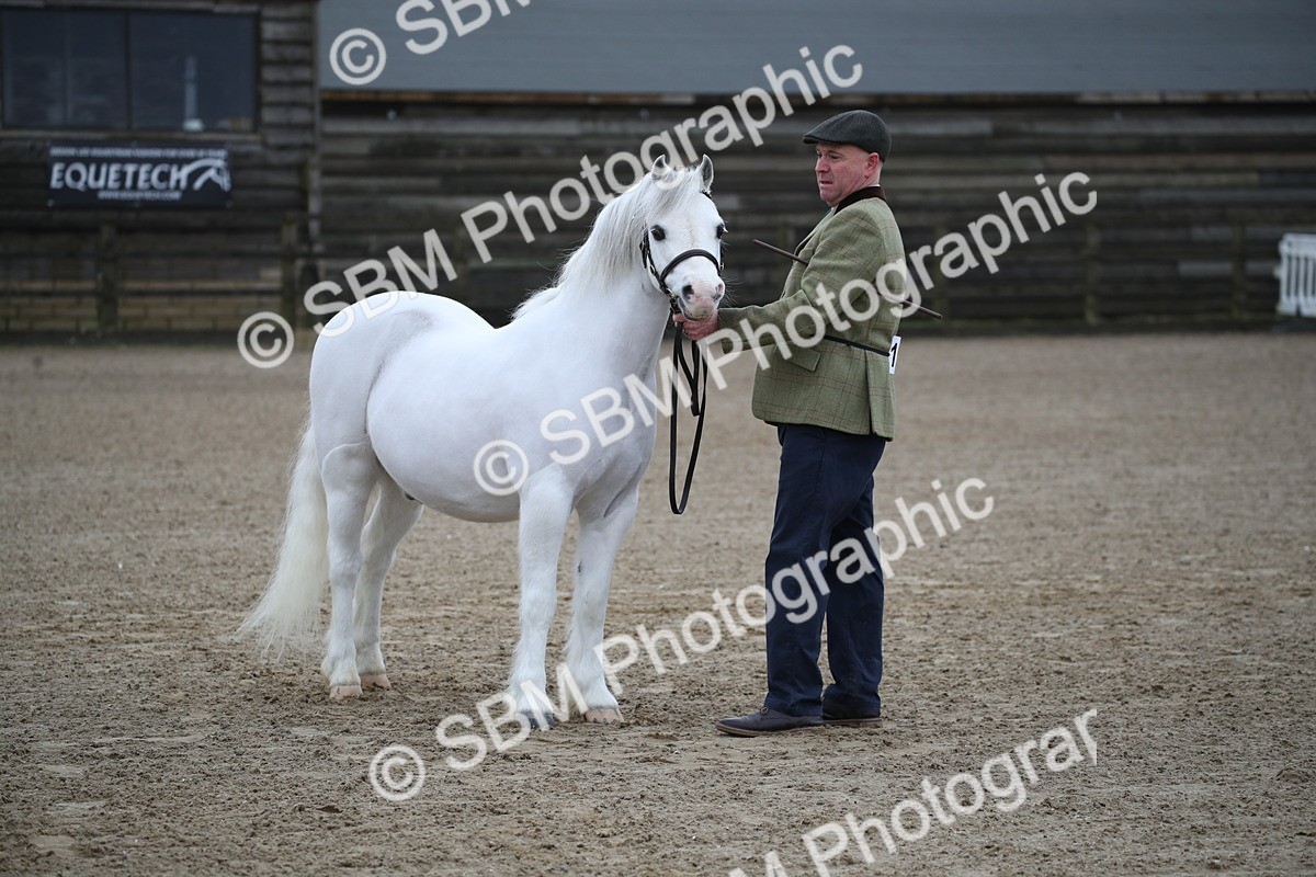 SBM_003941 - Class 1-4 - Young Stock classes Inc. In Hand Championship