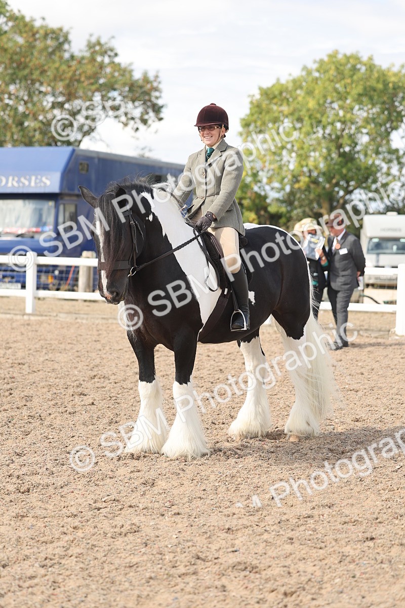 SBM_14800 - Class 308 - Ridden Coloured Horse