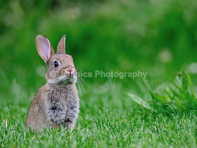  - Wildlife and Nature