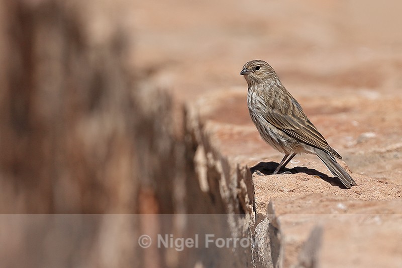 Plumbeous Sierra-Finch (female), El Tatio Geyser Field, Chile - Plumbeous Sierra-Finch
