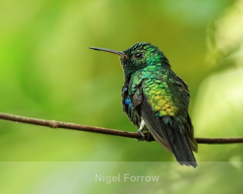 Violet-bellied Hummingbird (male), Panama - Violet-bellied Hummingbird