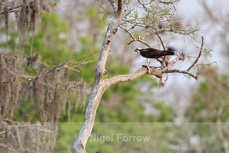 Osprey in tree with fish, Blue Cypress Lake, Florida - Osprey