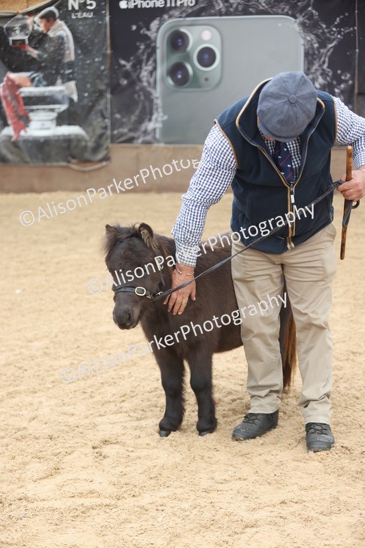 20251109-0201 - Class 10 - Yearling, Colt, Filly or Gelding