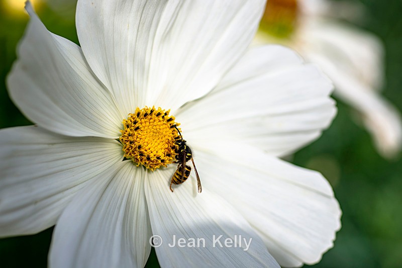 Aerial Yellowjacket - DSC_7552 - Insects