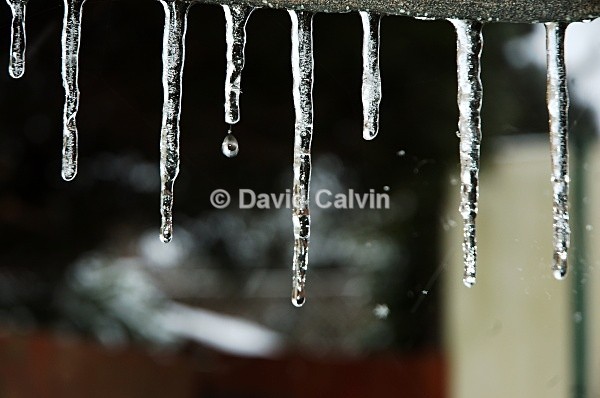 Thawing Icycles - Winter