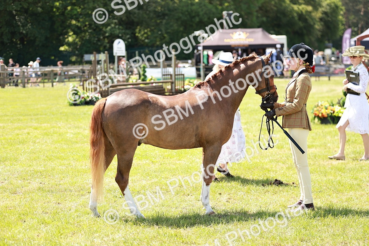 SBM_15680 - Class 108-109 - BSPS LIHS Open Gradle & Nursery Stakes