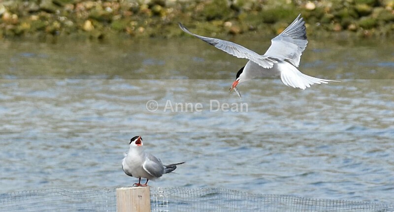 I was wondering where you were! - More wonderful terns and a gorgeous kestrel for good measure